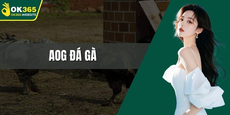 AOG đá gà