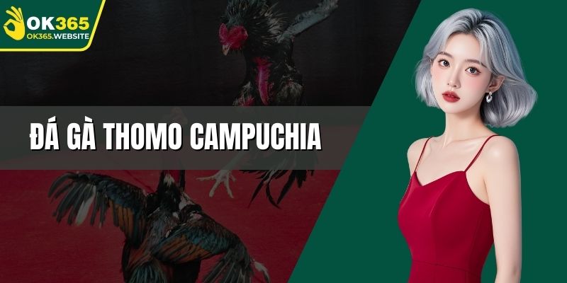 đá gà thomo campuchia