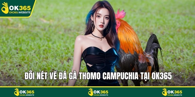 Đôi nét về đá gà Thomo Campuchia tại OK365