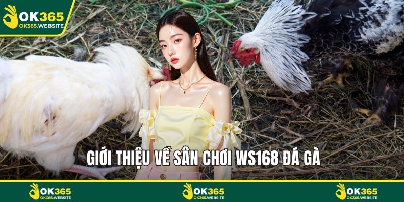 Giới thiệu về sân chơi Ws168 đá gà