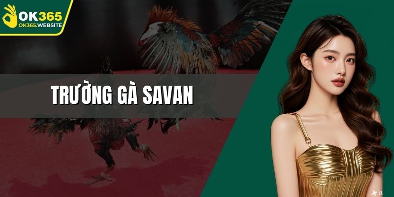 trường gà savan